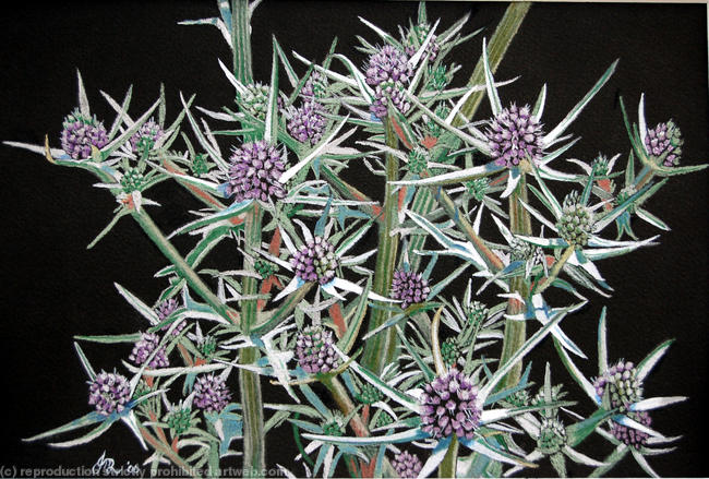 Sea Holly
