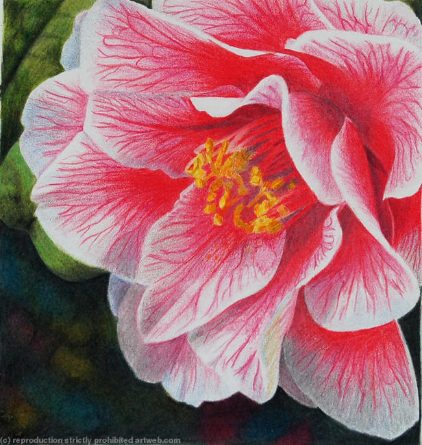 Camelia