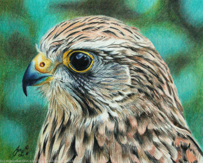 Kestrel