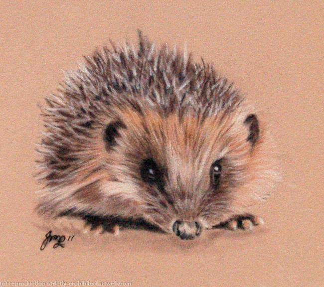Baby Hog