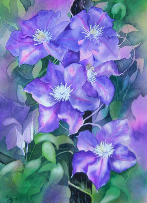 Glory - Clematis