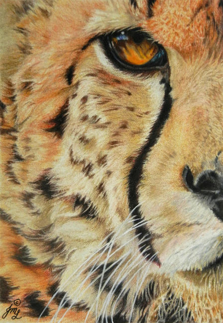 Cheetah