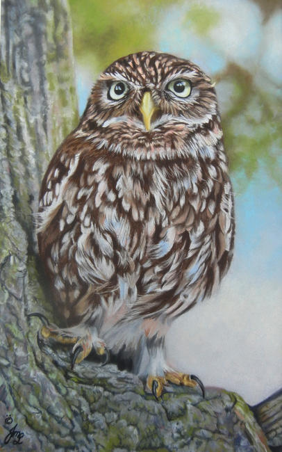 Little Owl