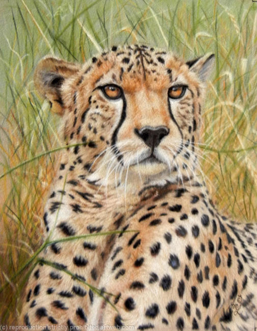 Cheetah in Grass