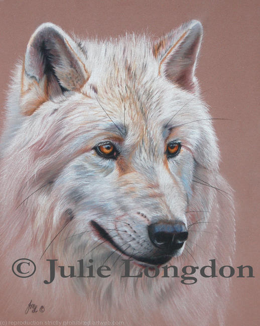 Arctic Wolf