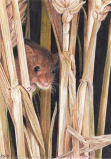 Harvest Mouse