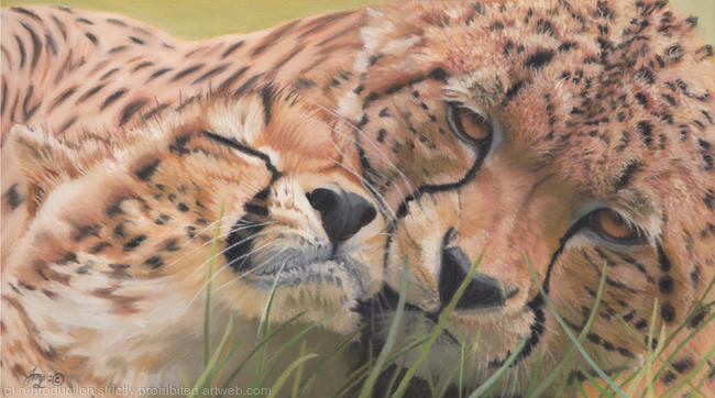 Cheetah Brothers