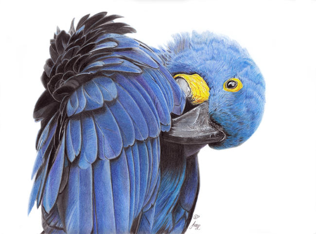 Hyacinth Macaw