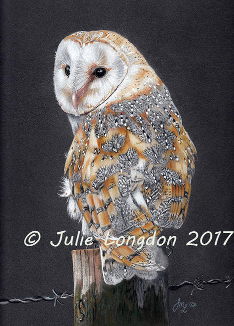 Perching Barn Owl