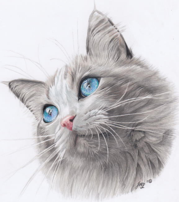 Blue Eyes
