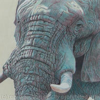 Wise Old Man - Chobe