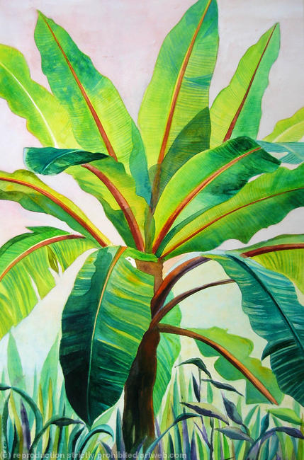 Banana Plant