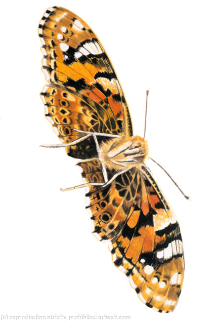 Moth