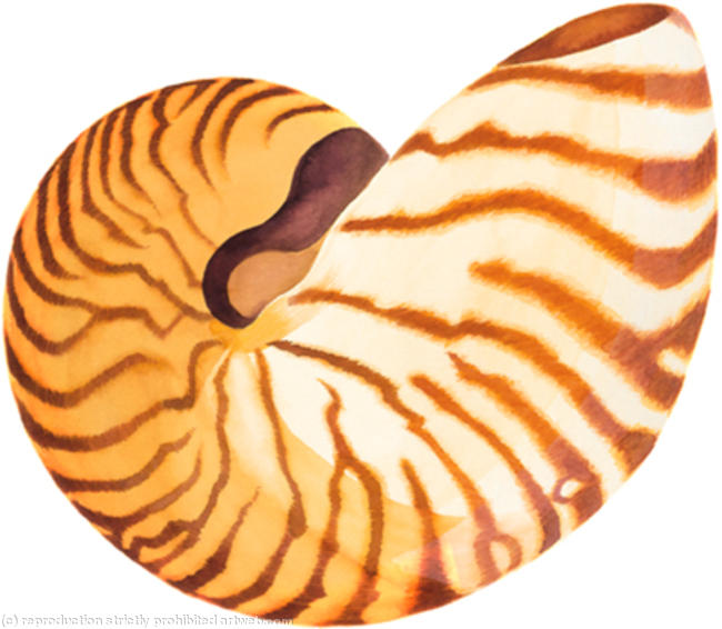 Shell Study