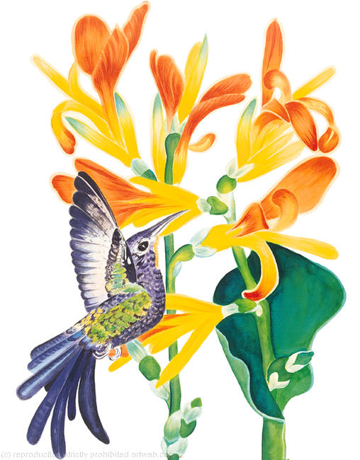 Humming Bird