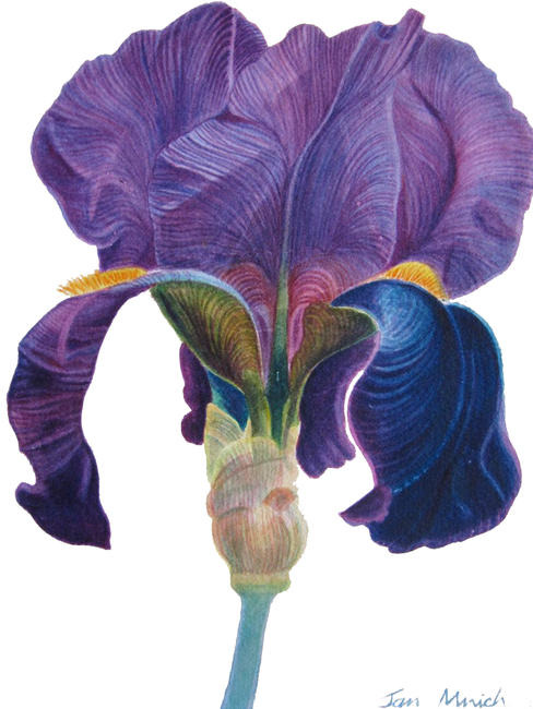Purple Iris