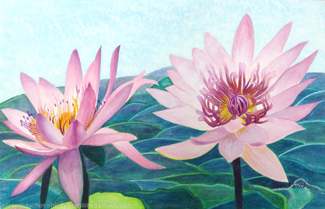 Lotus Flowers