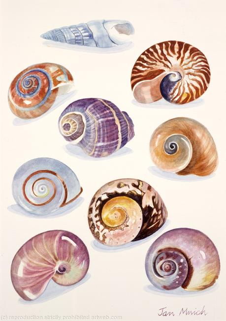Shells Spirals