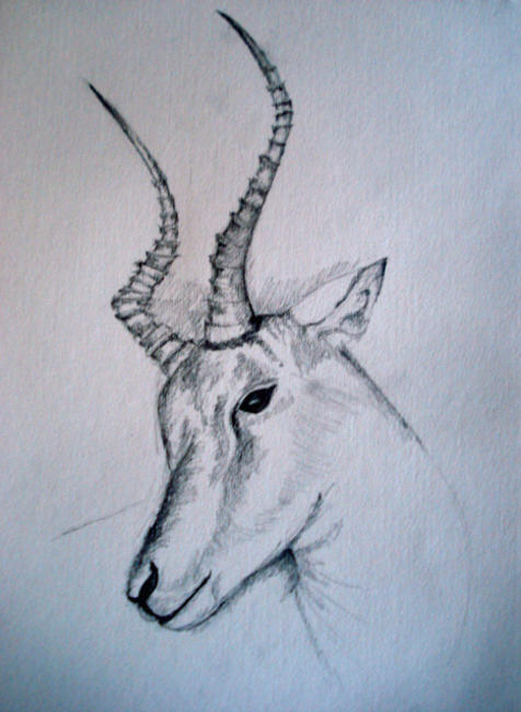 Gazelle