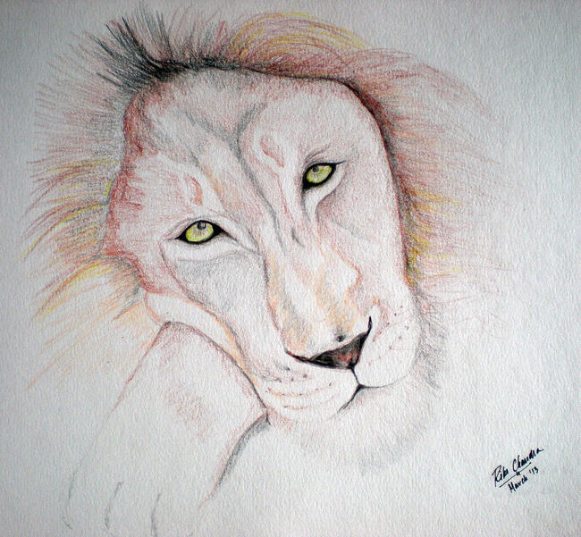 Big Cats Collection - Lion
