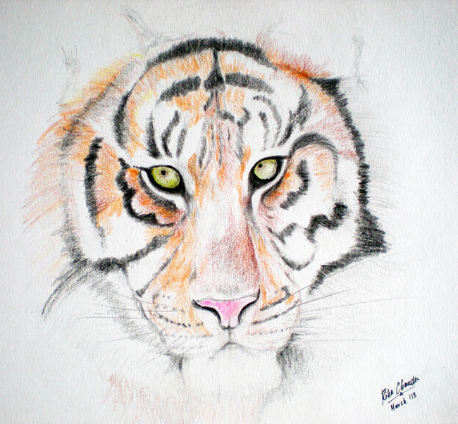 Big Cats Collection - Tiger