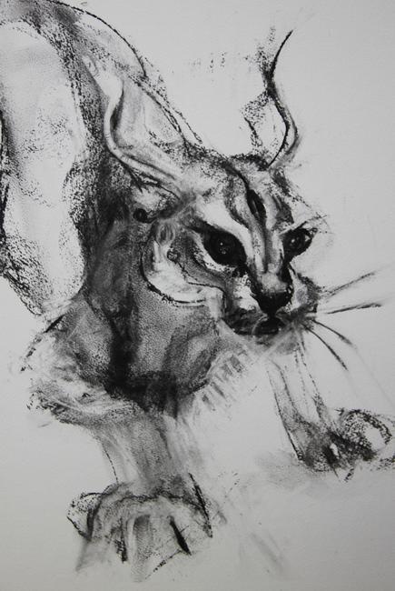 Caracal, detail.