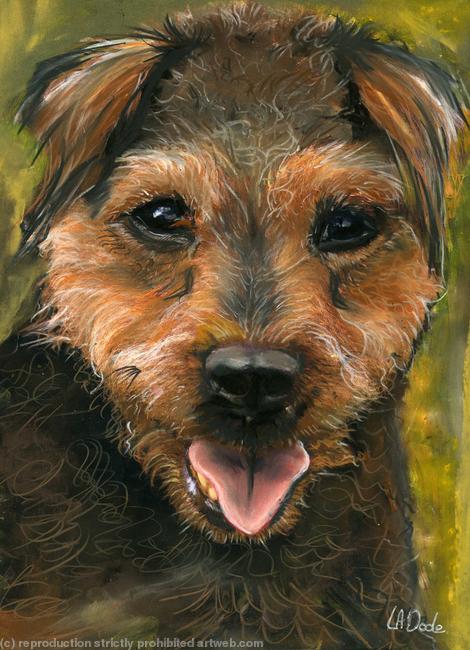 BORDER TERRIER
