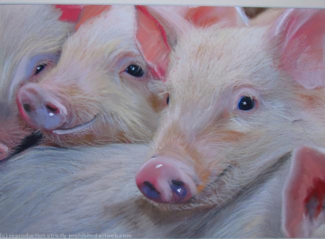 'little piggies'