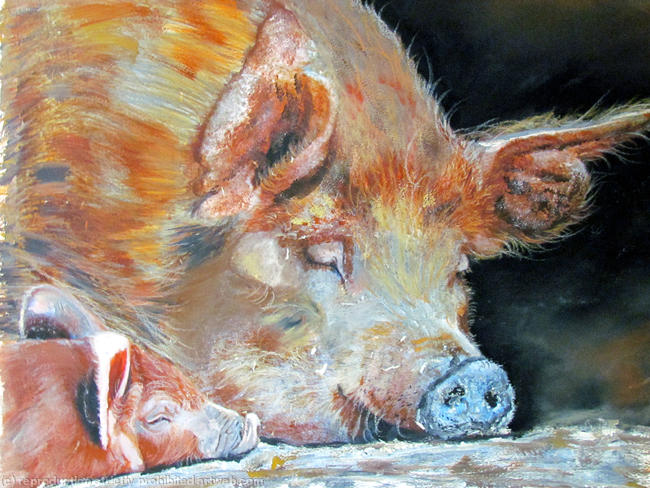 sleeping pigs