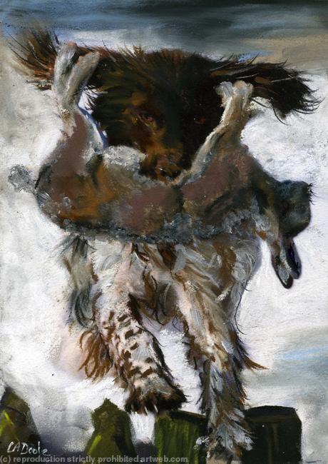 spaniel and rabbit