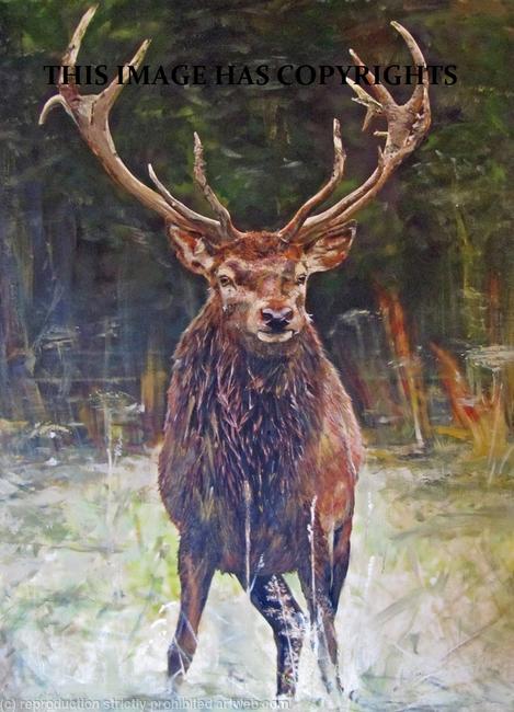 Red stag 2