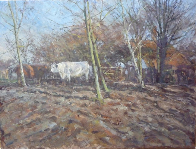 White Park Cattle
