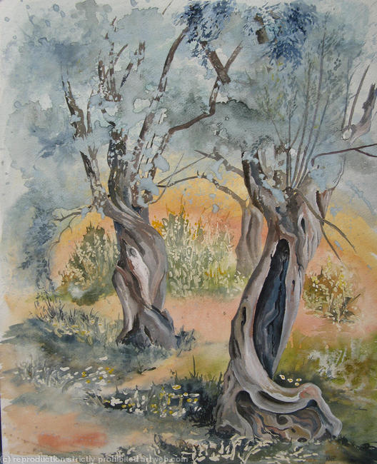 Olive Trees, Pelion, Greece