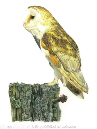 Barn Owl - An old rotting post