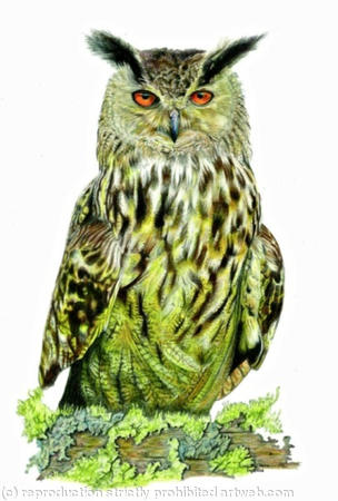 Eagle Owl - working up an appetite