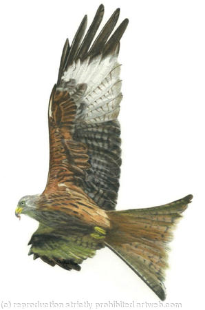Red Kite - Enjoying the updraft 
