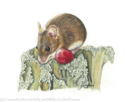 Field Mouse - One fine grape