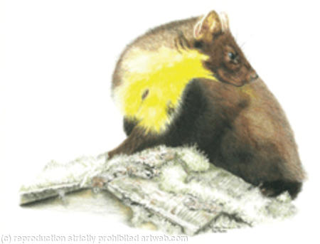 Pine Marten - ever alert 