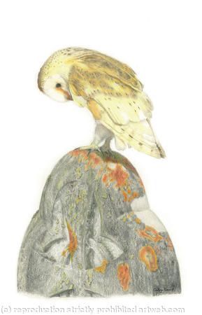 Barn Owl - Guarding the Graveyard