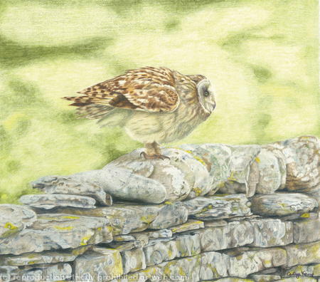 Short-eared Owl - A great launch pad 