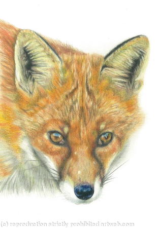 Fox - You've been spotted