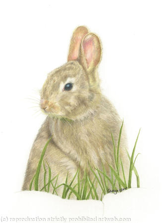 Rabbit - a peaceful afternoon