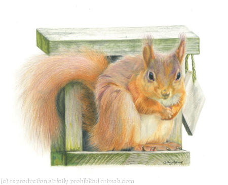 Red Squirrel - Straight at the camera 