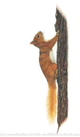 Red Squirrel - A Quick Escape