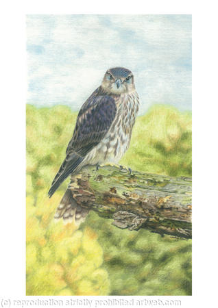 Merlin - Only a Pause