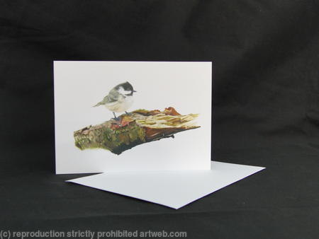 Coal Tit - A Prime Location