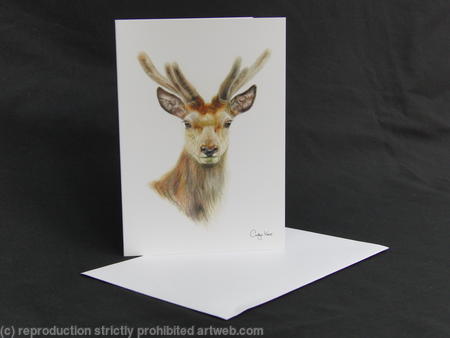 Red Deer - Always Alert