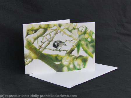 Coal Tit - A prized nut