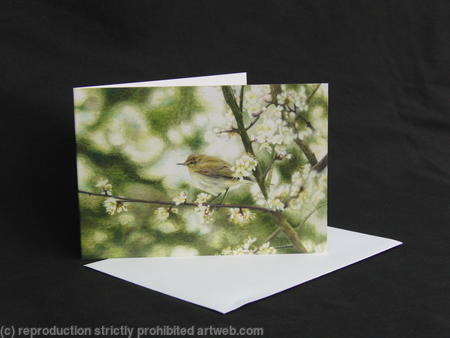 Chiffchaff - An Unmistakable Song