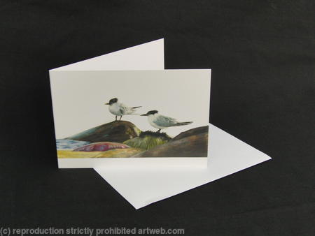Sandwich Terns - Taking a breather 